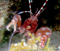REd Caribbean Pistol Shrimp emerges from its anemone home... by Dawn Clerkson 